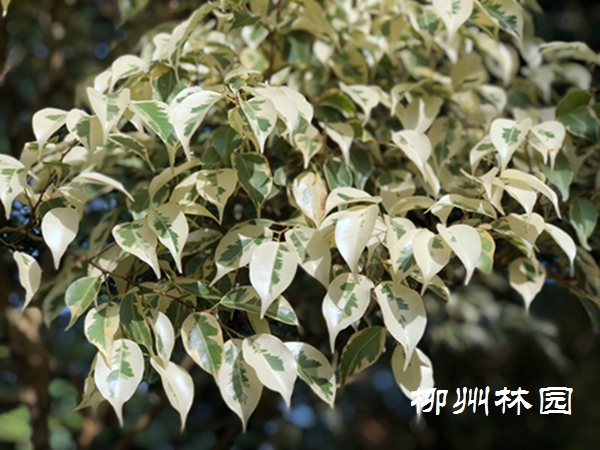 【园林科研所】榕氏家族中的烂漫少女——花叶榕