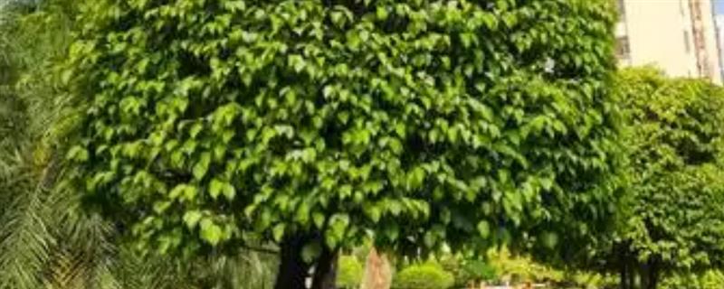 榕树有什么品种垂叶榕、花叶榕、黄金榕等8个品种很常见
